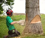 Abattage arbres et haies 